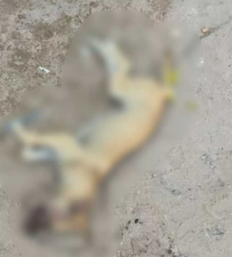 Cães foram encontrados mortos por vizinhos do suspeito. — Foto: Divulgação/Polícia Civil