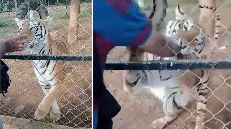 No México, homem tenta acariciar tigre e morre após mordida