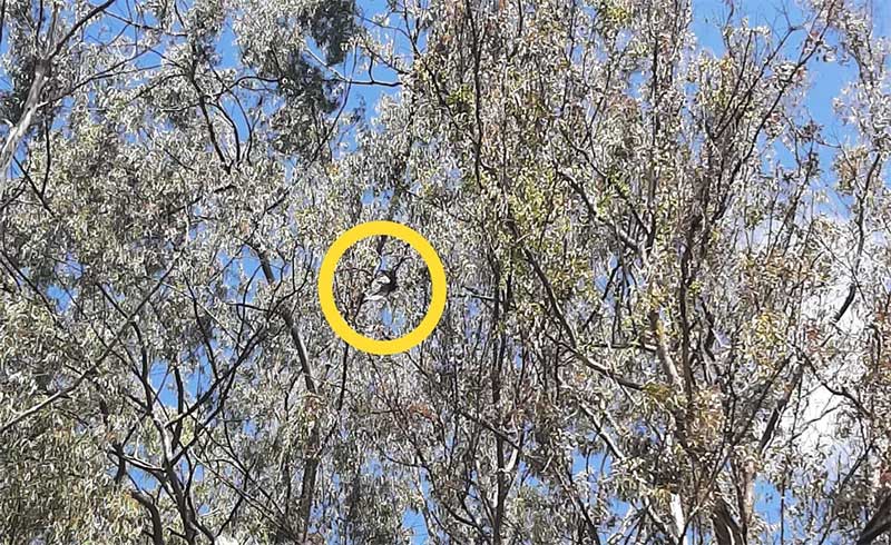 Animal estava preso em uma árvore de aproximadamente 30 metros de altura em Barbacena — Foto: Corpo de Bombeiros/Divulgação