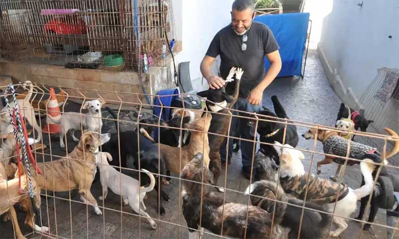 Ativista cria vaquinha para construir abrigo de animais em Belo Horizonte, MG