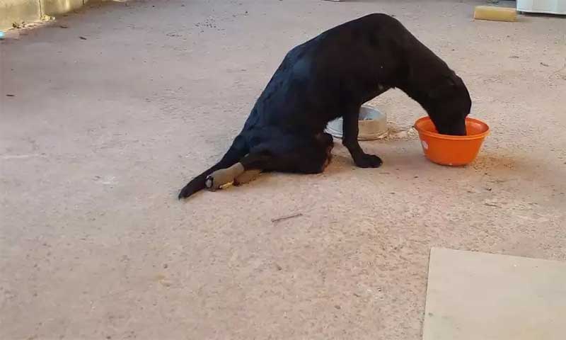 Cachorro paraplégico é abandonado em Nova Lima, na Grande BH; VÍDEO