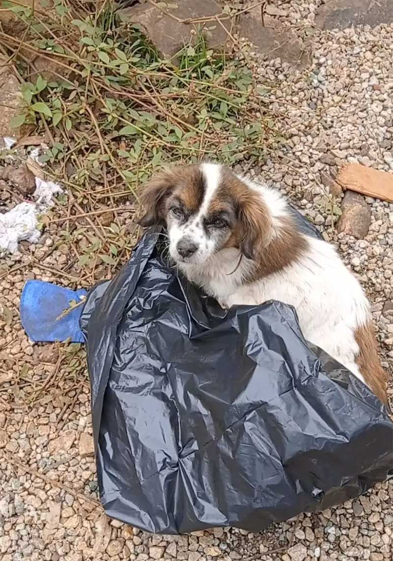 Cachorro que foi encontrado dentro de um saco de lixo, pelos moradores. (foto: Arquivo Pessoal/Divulgação)