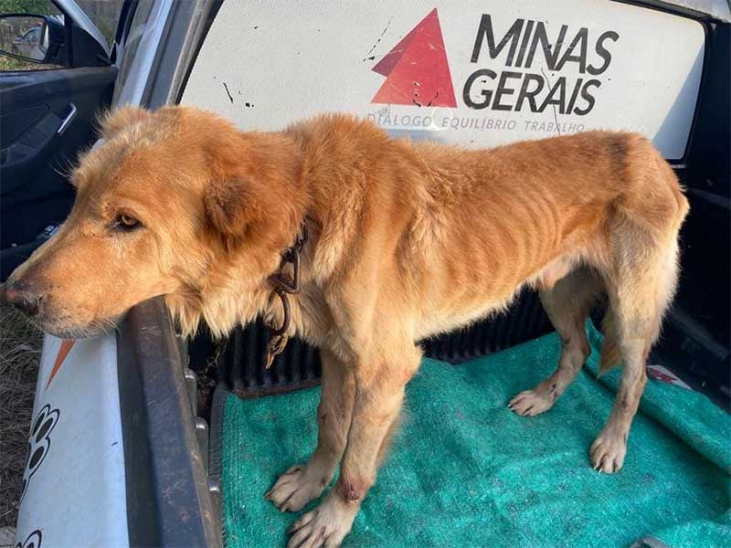 Cão é resgatado de situação de maus-tratos no bairro Vilelândia, em Carmo, MG