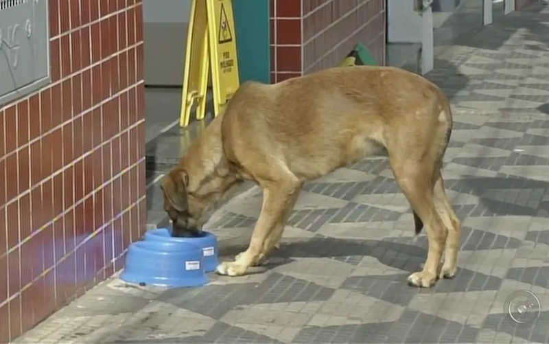 Câmara aprova projeto que autoriza colocação de abrigos, comedouros e bebedouros para animais em situação de rua em Juiz de Fora, MG