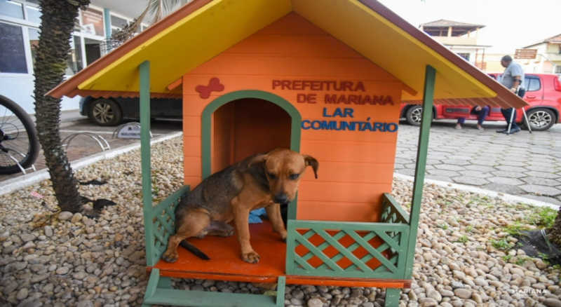 Cães comunitários recebem casinhas para se proteger do frio em Mariana, MG