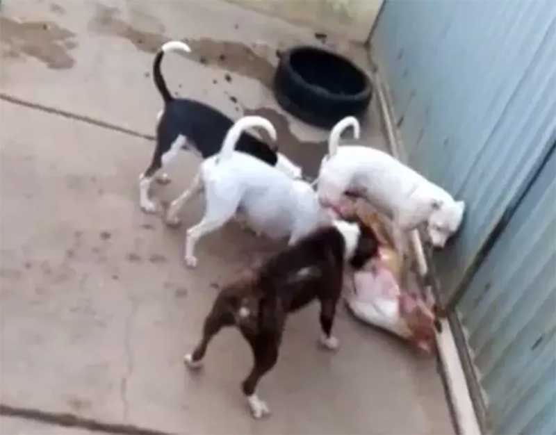Polícia investiga denúncias de maus-tratos contra cães pit bull em Muriaé, RJ; VÍDEO