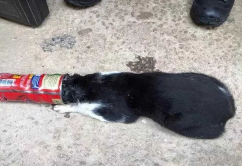 Gato é resgatado após ficar com cabeça presa em lata de achocolatado; VÍDEO