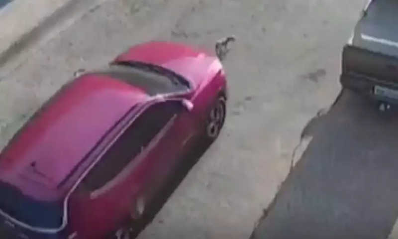 Carro atropela e mata cachorro; suspeito não presta socorro, em Uberaba, MG
