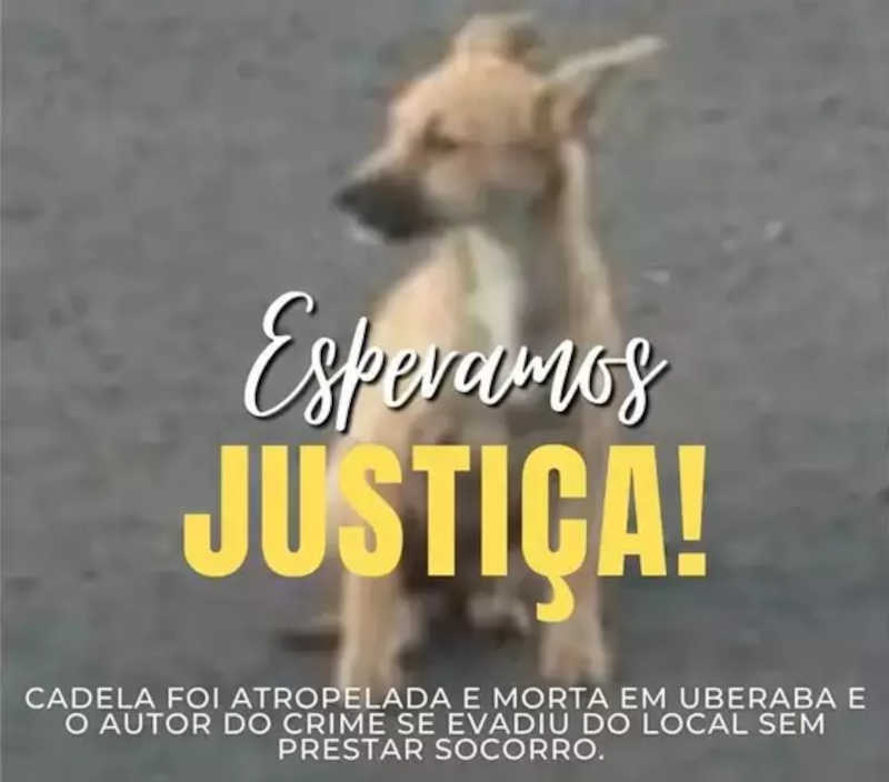 Foto da cadelinha com pedido de justiça circula nas redes sociais (foto: Redes Sociais/Divulgação)
