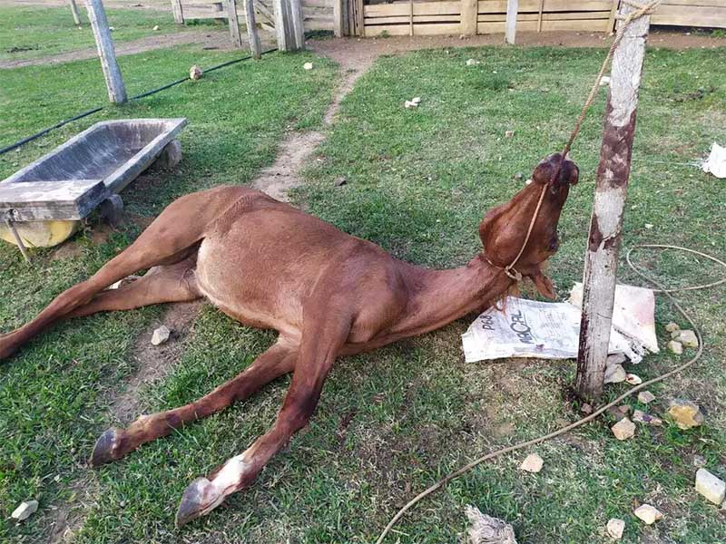 Capataz é multado por deixar cavalo morrer amarrado em poste de madeira durante doma, em Bela Vista, MS