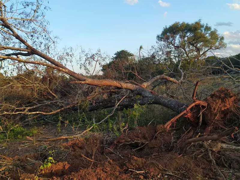 o todos, 22 exemplares de árvores foram derrubadas sem autorização ambiental (Foto: Divulgação/PMA) 