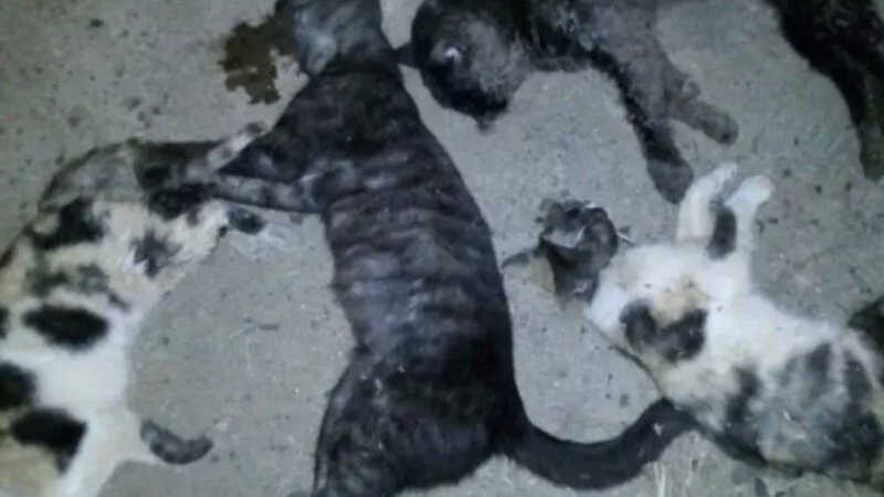 Morador procura polícia após gatos serem mortos a pauladas e envenenados em Cassilândia, MS