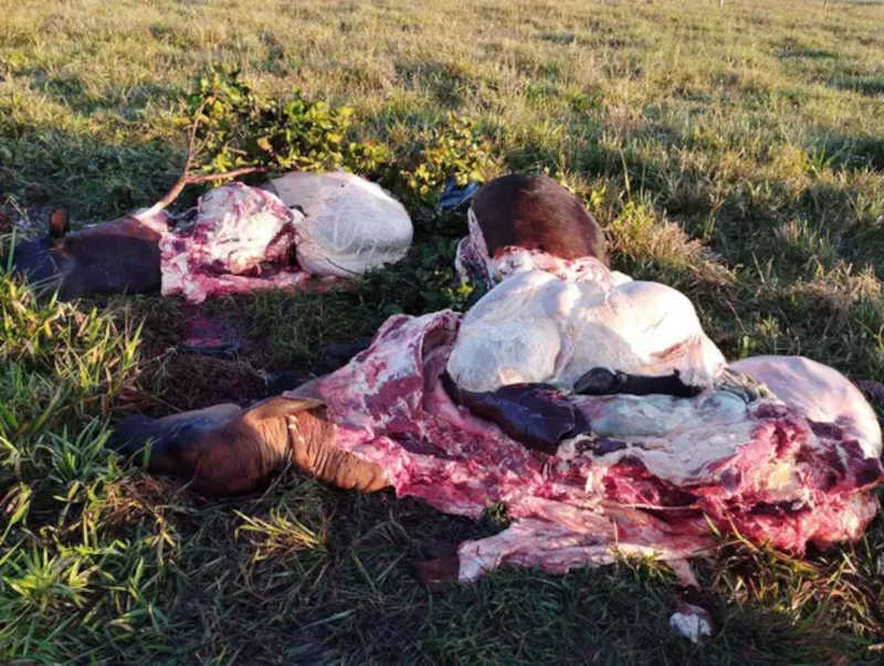 Os animais mortos no pasto na fazenda que fica na região de Corguinho. (Foto: Direto das Ruas)