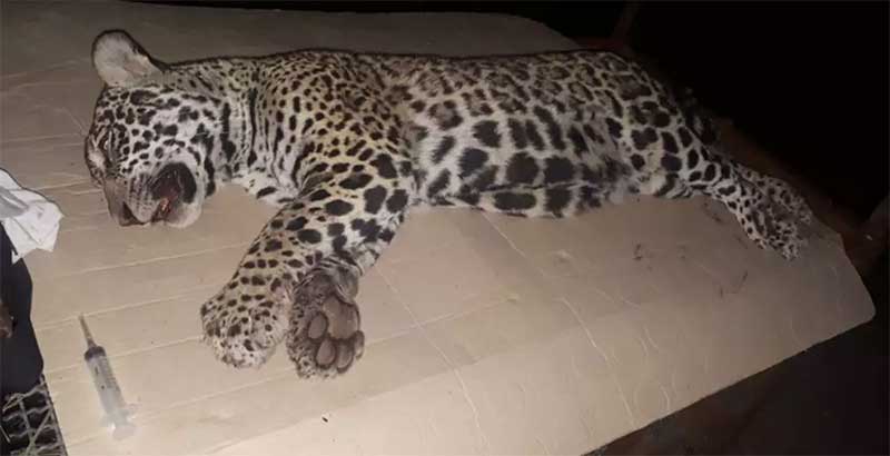 Filhote de onça-pintada morre após ser atropelado em rodovia em Corumbá, MS