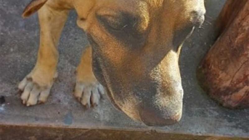 Cachorro é baleado em Barra do Garças (MT) após briga de vizinhos