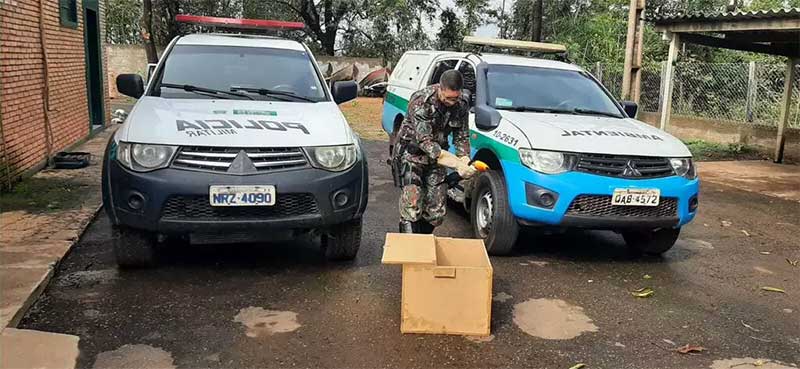 Policial ambiental colocando o tucano em caixa para transporte até o Cras, em Campo Grande. (Foto: PMA)
