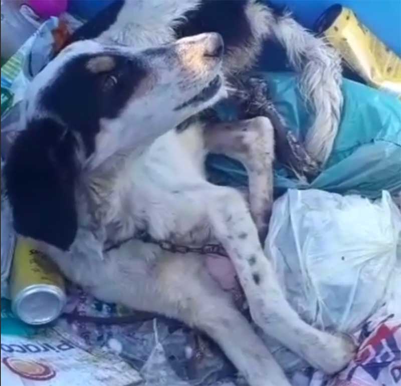 Cachorrinha com sinais de maus-tratos é encontrada dentro de container de lixo em em Lucas do Rio Verde, MT; VÍDEO
