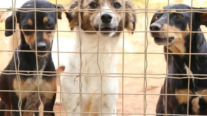 Abrigo de animais em Sorriso (MT) tem quase 200 cães e gatos disponíveis para adoção
