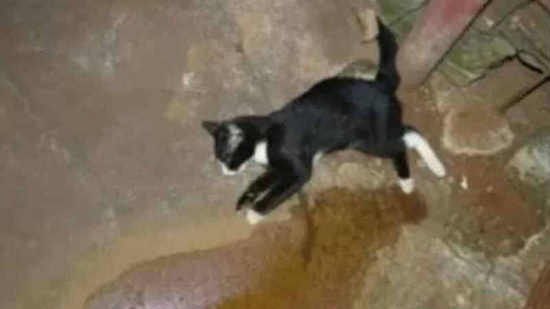 Moradora denuncia envenenamento de cães e gatos em Tangará da Serra, MT
