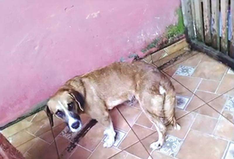Criminoso esfaqueia cães em abrigo de animais em Altamira, PA