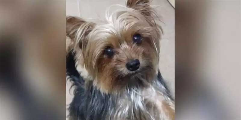 Cachorro atropelado por caminhonete em Belém (PA) morre após parada cardíaca