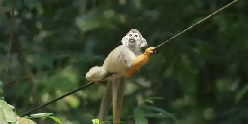 Macacos do Bosque: Polícia Civil assume investigação sobre a morte dos animais em Belém, PA