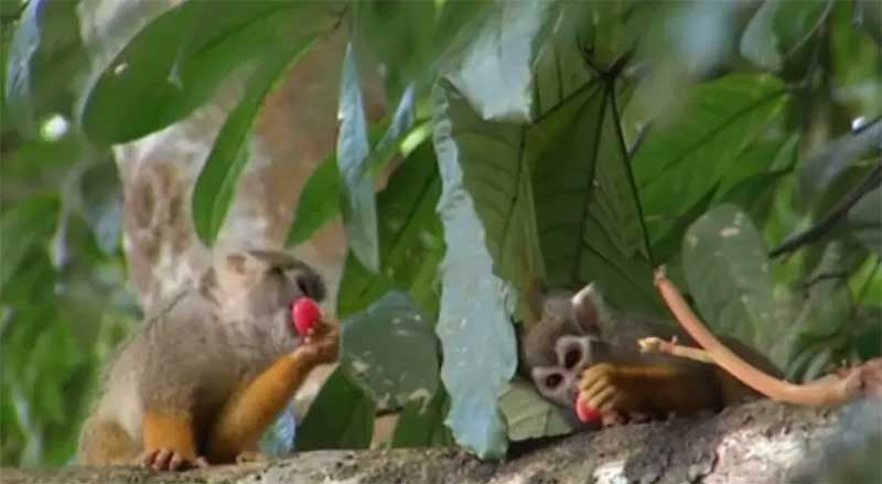 Macacos são flagrados comendo balas em Belém no bosque onde oito macacos-de-cheiro morreram — Foto: TV Liberal/Reprodução