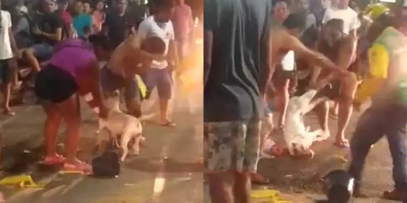 Polícia procura homem que agrediu cadela pit bull em São Miguel do Guamá