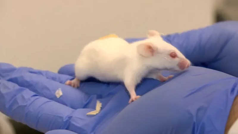 Rato em laboratório de testes — Foto: TV Globo/Reprodução