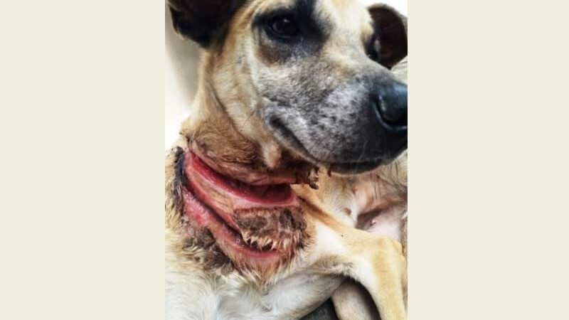 Cachorro que teve cortes profundos no pescoço será resgatado para tratamento em Patos, PB