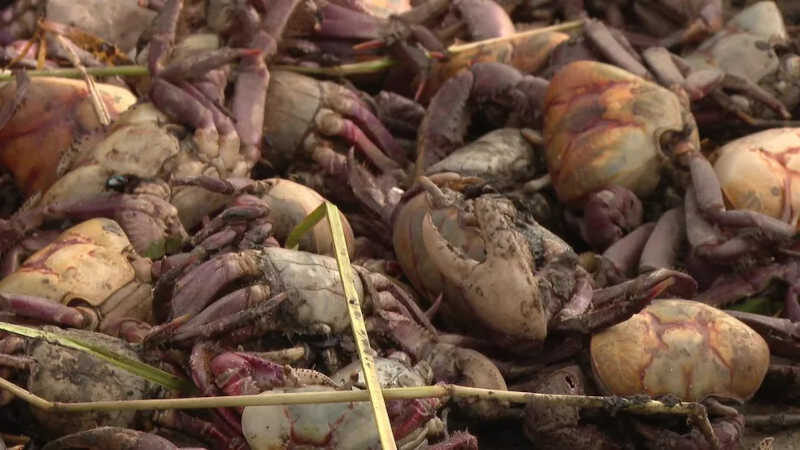 Caranguejos foram achados mortos em praias de Pernambuco e da Paraíba - Foto: Reprodução/TV Globo
