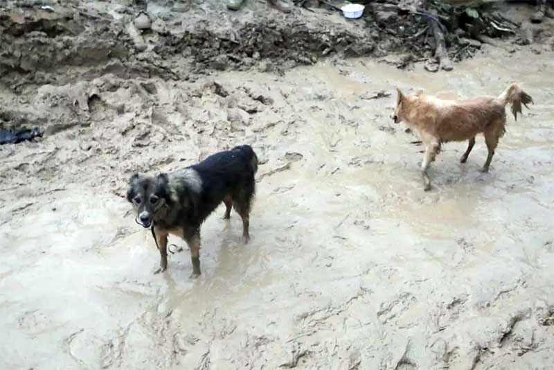 Animais de famílias desabrigadas por chuvas na Região Metropolitana do Recife precisam de ajuda; saiba como contribuir