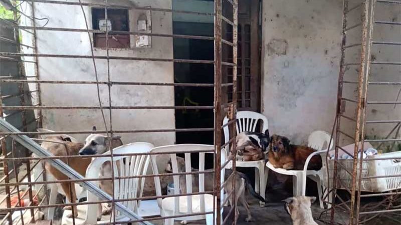 Idosa mora sozinha em casa com 15 cachorros na Zona Oeste do Recife, segundo a polícia — Foto: Reprodução/WhatsApp