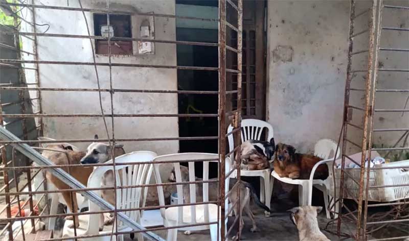 Idosa é indiciada por maus-tratos por manter 15 cachorros em casa com lixo e sujeira na zona oeste do Recife, PE