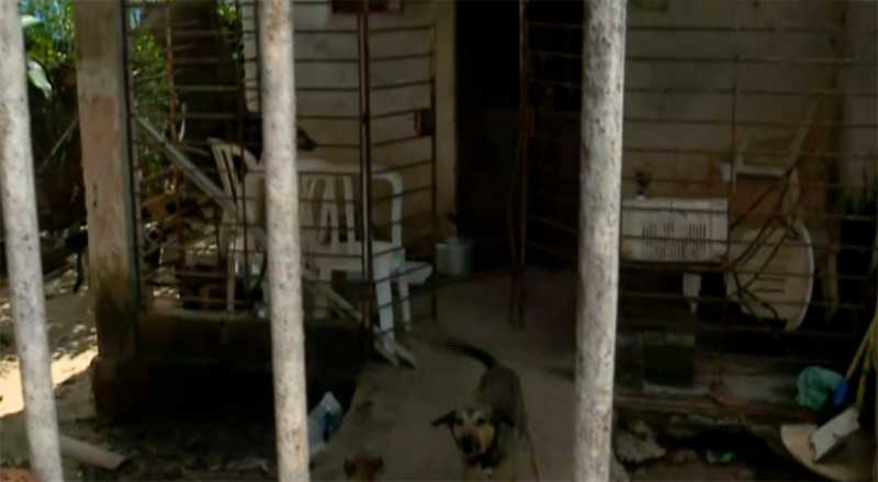 Vítimas de maus-tratos, cães são filmados praticando canibalismo na zona oeste do Recife, PE