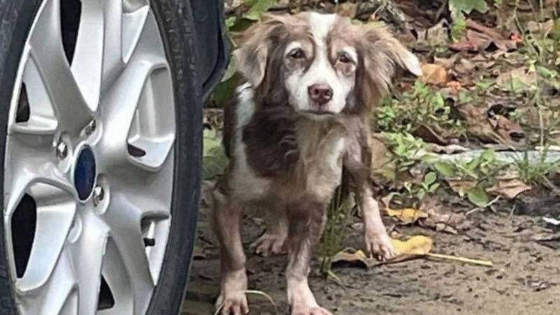 Aparentemente perdida, cadela vaga por Afogados, no Recife - Reprodução / Instagram