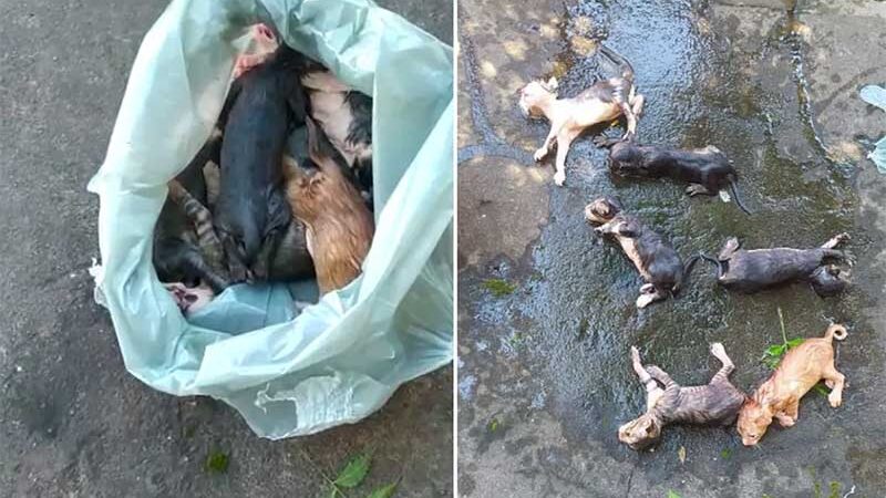 Filhotes de gato são achados dentro de saco plástico em carroceria e homem é preso por maus-tratos no Piauí — Foto: Reprodução