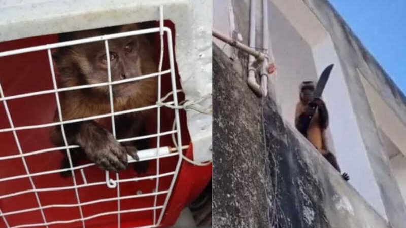 Macaco visto 'amolando faca' e 'lavando roupa' é capturado no Sul do Piauí — Foto: Reprodução/ Redes sociais