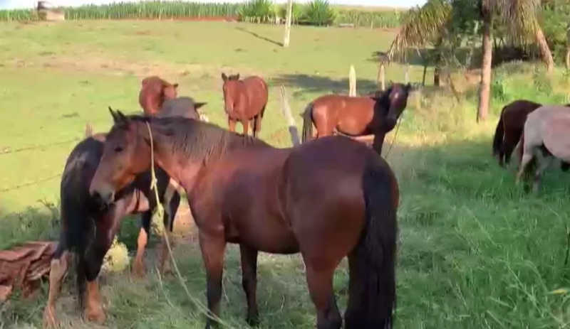 Operação resgata 20 cavalos após denúncias de abandono e maus-tratos, em Alvorada do Sul, PR
