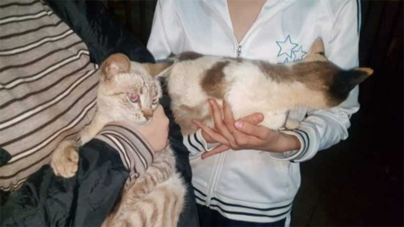 Estudantes relatam maus-tratos e abuso a duas gatinhas em Cascavel, PR