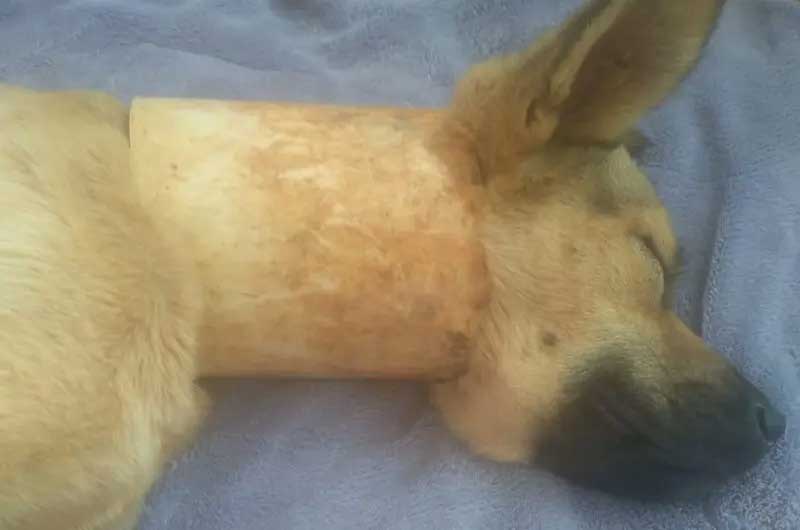 Cachorro é encontrado com cano no pescoço, ONG retirou o objeto e o animal está para doação