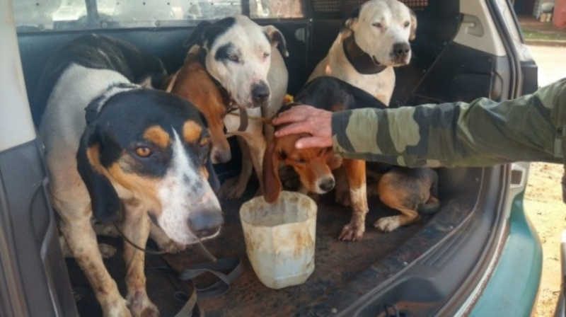 Polícia Ambiental apreende materiais e cães usados na caça de ‘javaporco’ no interior do Paraná