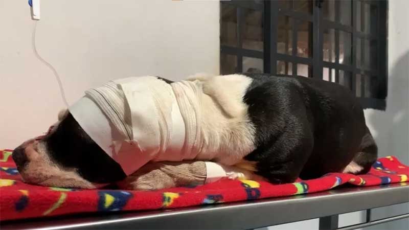 Cadela pit bull é baleada por policial civil em Umuarama, PR