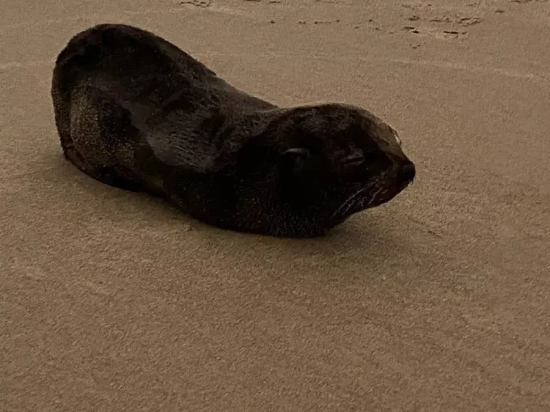 Filhote de lobo-marinho é encontrado à beira-mar de Guaratuba, PR