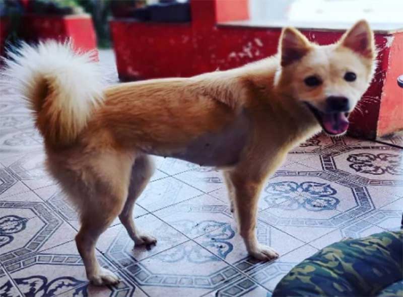 Cachorra atacada com golpes de foice pelo tutor em Cabo Frio (RJ) é colocada para adoção