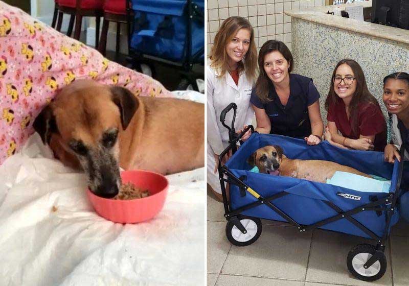 Cachorrinha tetraplégica é resgatada e dá lição de vida