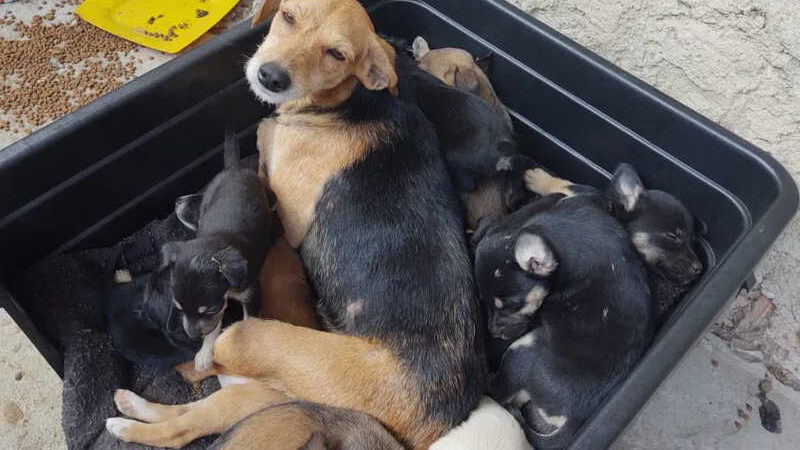 Cachorros resgatados com vida de incêndio em Nova Friburgo serão encaminhados a adoção — Foto: Divulgação