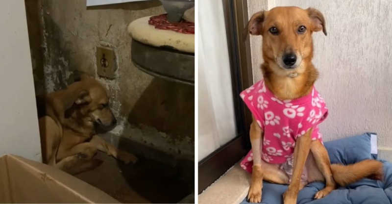 Cachorrinha vítima de maus-tratos vence traumas do passado após ser acolhida por voluntária no RJ