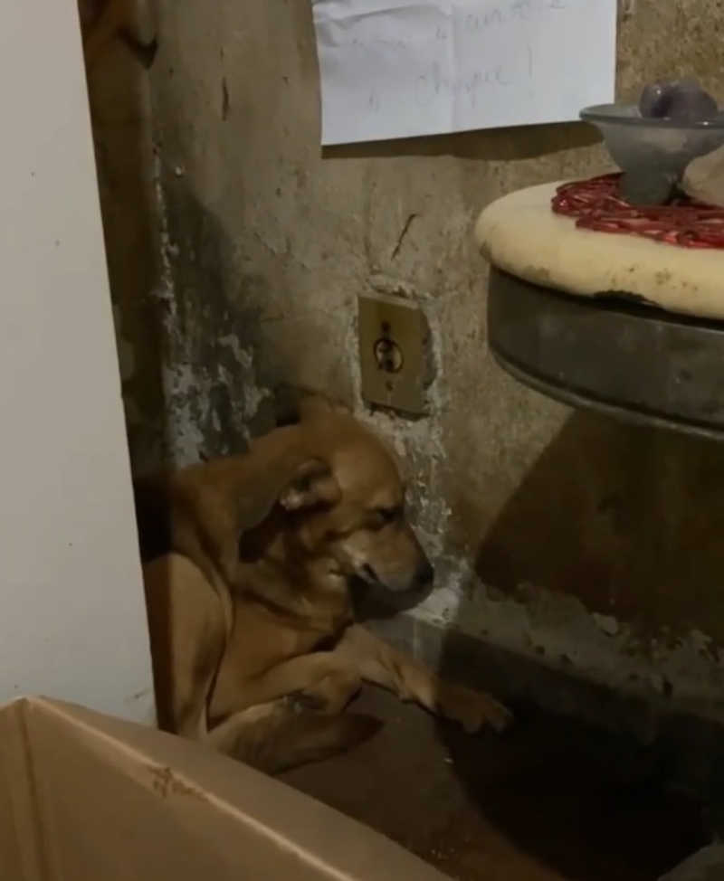 Cachorrinha vítima de maus-tratos vence traumas do passado após ser acolhida por voluntária no RJ