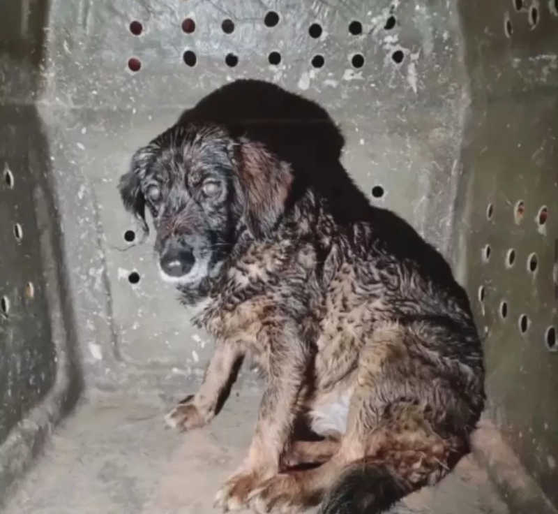 Instituto busca ‘tutor ideal’ para cadela resgatada em Petrópolis (RJ) após tragédia: ‘problema emocional seríssimo’